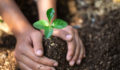 Hands planting a small tree.