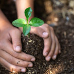 Hands planting a small tree.