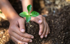 Hands planting a small tree.