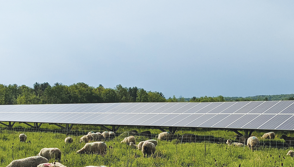 Aldis 77 Million Solar Investment A Green Game Changer - a6d06ql