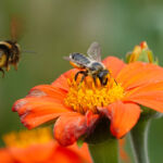 A model for biodiversity infra investment Biodiversity