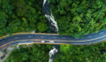 Road and forest