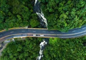 Road and forest