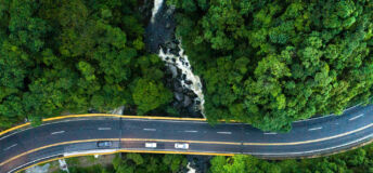 Road and forest