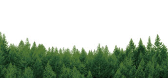 Green vector trees or forest Christmas background.